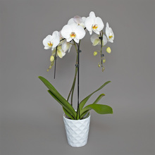 Phalaenopsis alb