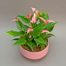 Anthurium roz