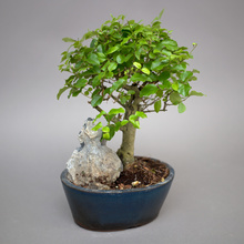 Bonsai