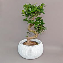 Bonsai uriaș