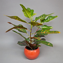 Croton