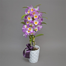 Dendrobium