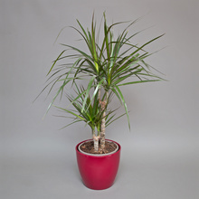 Dracaena