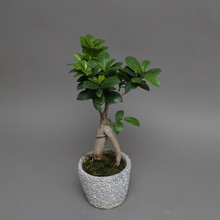 Ficus