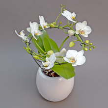 Phalaenopsis alb spirală