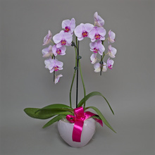 Phalaenopsis roz