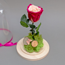 Trandafir criogenat bicolor