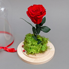 Trandafir criogenat roșu