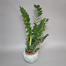 Zamioculcas