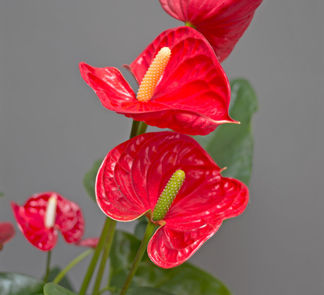 Anthurium rou