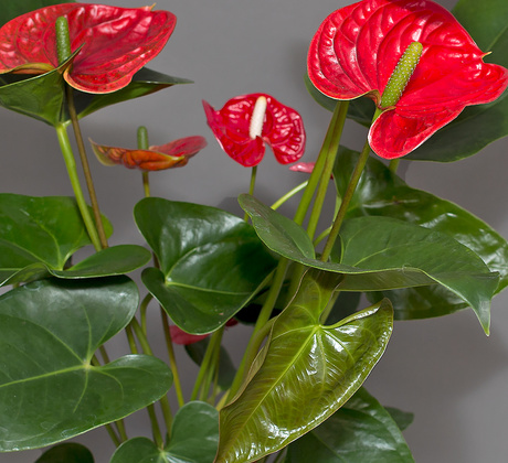Anthurium rou
